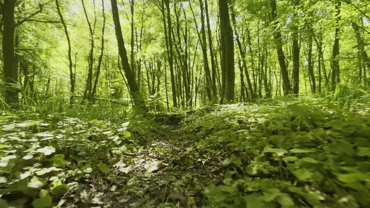 在夏天穿过森林的小径上散步视频素材
