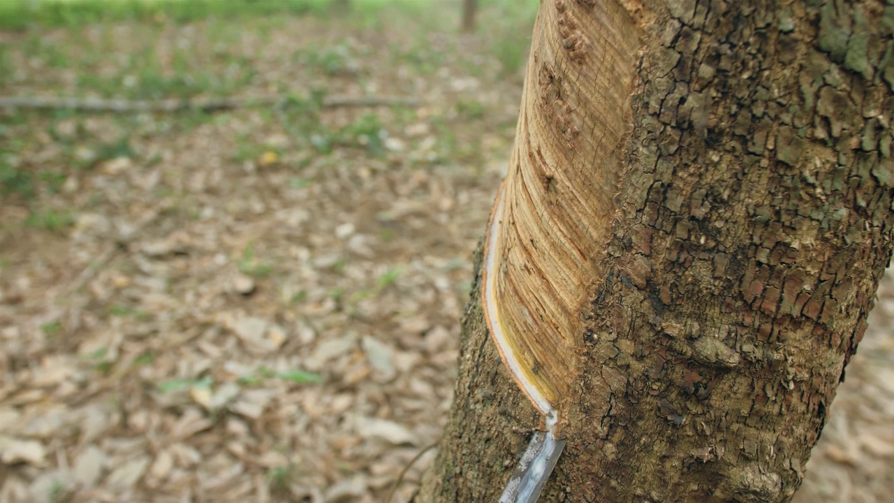 小木碗固定在橡胶树干，以传统的方式收集乳汁在种植园极端近距离视频下载