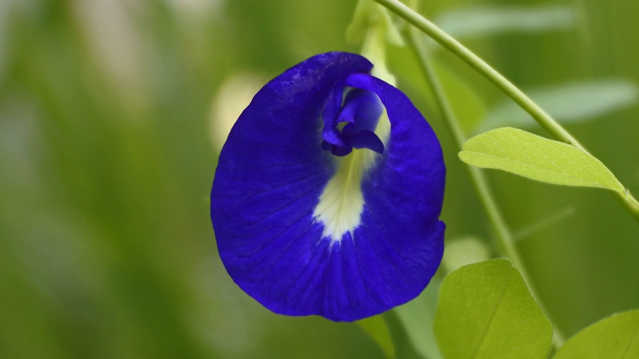 新鲜的紫色蝴蝶豌豆或蓝色豌豆花近距离高清视频视频素材
