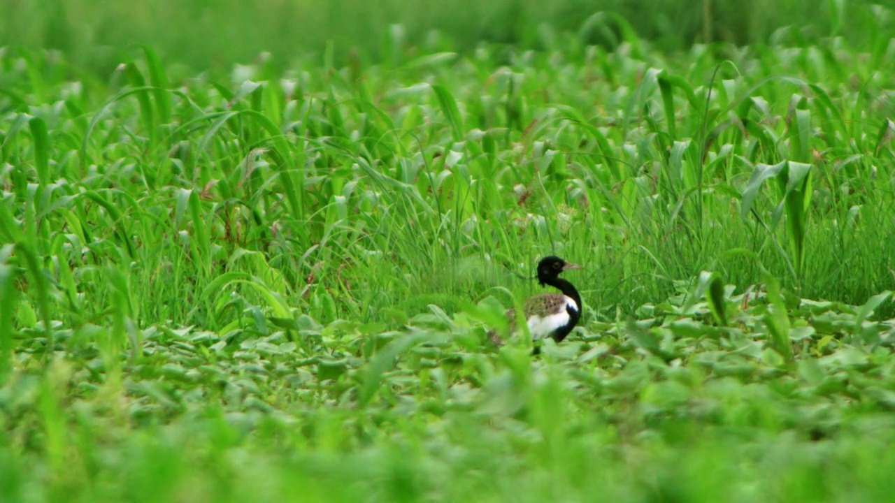 雄性小花觅食和步行通过灌木丛在农田-广角镜头/慢动作镜头视频素材