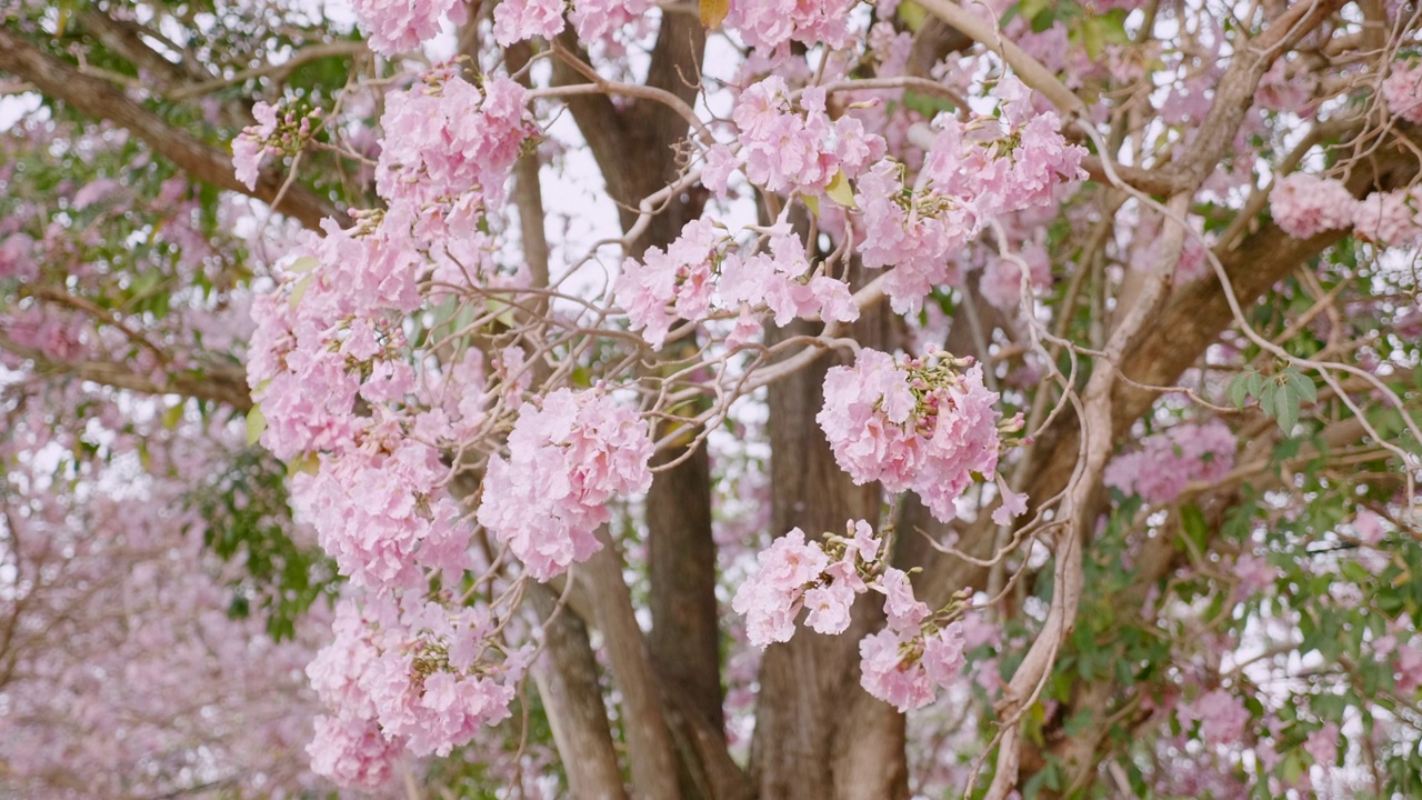 粉红色的樱花在风中摇曳视频下载