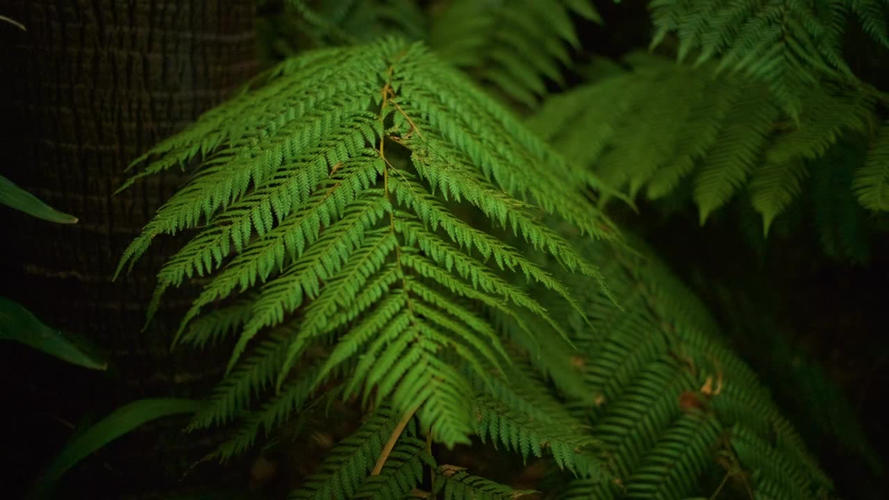 蕨类植物的叶子视频下载