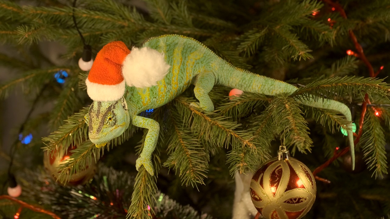 披着面纱的变色龙(calyptratus)戴着红帽子坐在圣诞树上。一只戴着圣诞帽的变色龙坐在圣诞树上视频下载