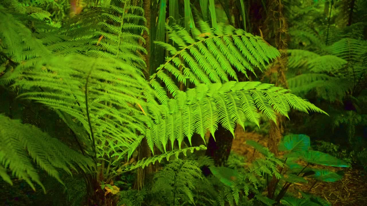 蕨类植物的叶子视频下载