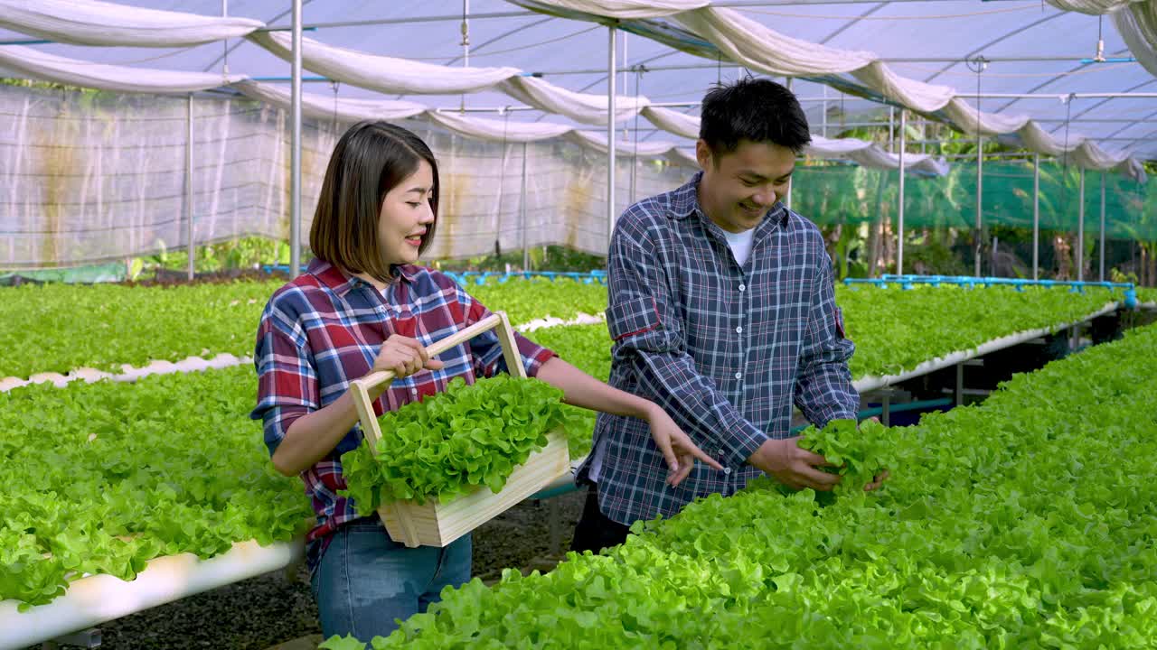 亚洲夫妇农场主在蔬菜水培农场快乐地工作。在绿棚农场里，一群年轻的男男女女用平板电脑检查绿色蔬菜的质量，脸上带着微笑，充满了快乐和自豪。视频下载