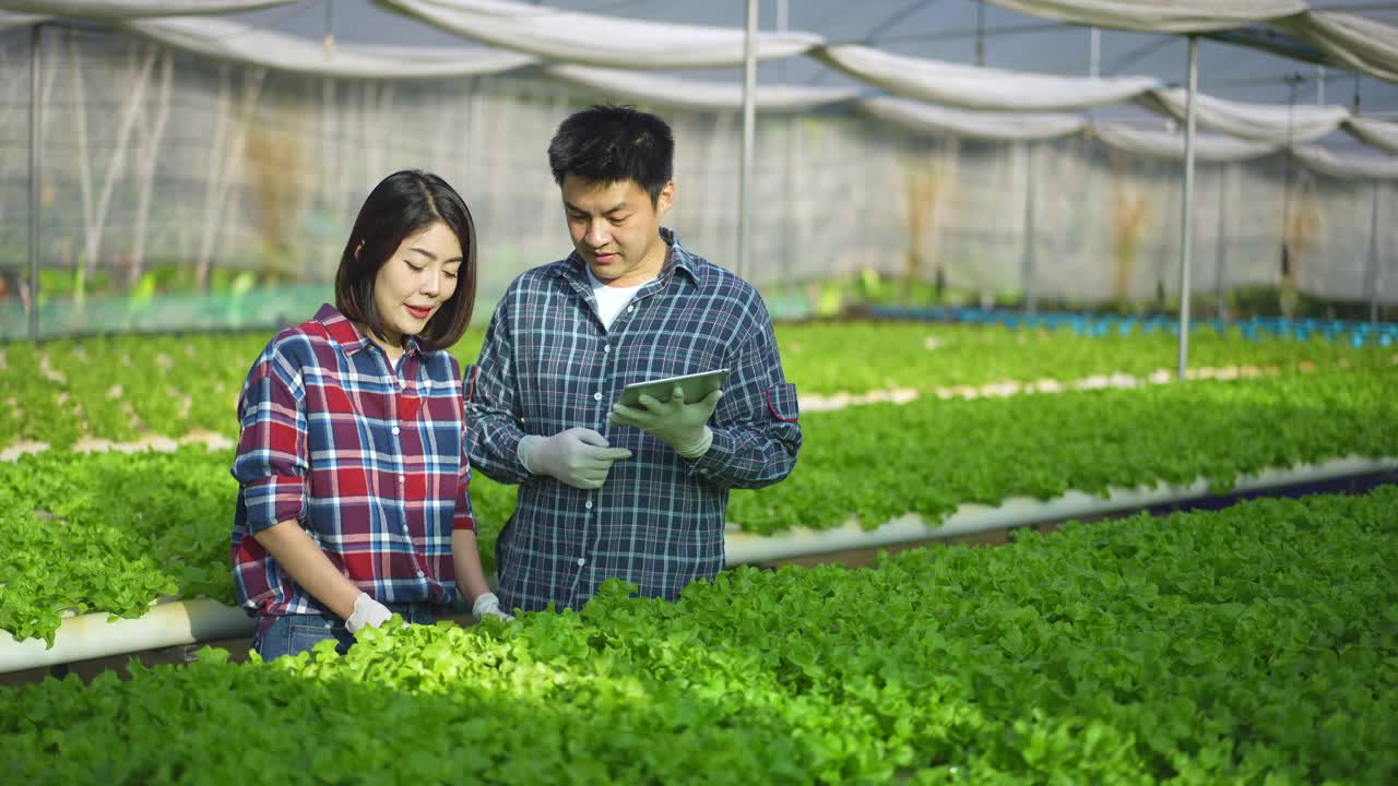 亚洲夫妇农场主在蔬菜水培农场快乐地工作。在绿棚农场里，一群年轻的男男女女用平板电脑检查绿色蔬菜的质量，脸上带着微笑，充满了快乐和自豪。视频下载