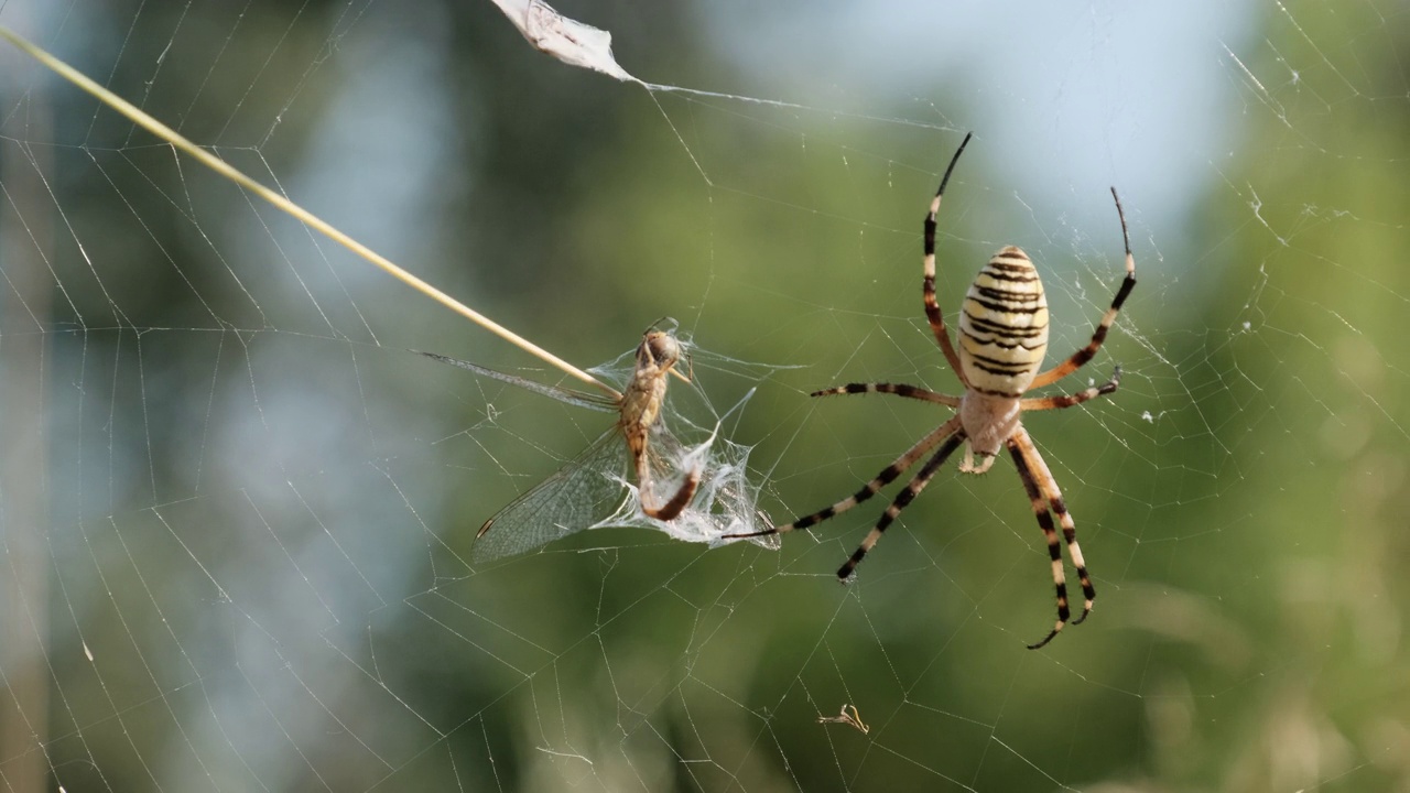 蜘蛛在网上抓住一只蜻蜓，并用茧包裹它，慢动作视频下载