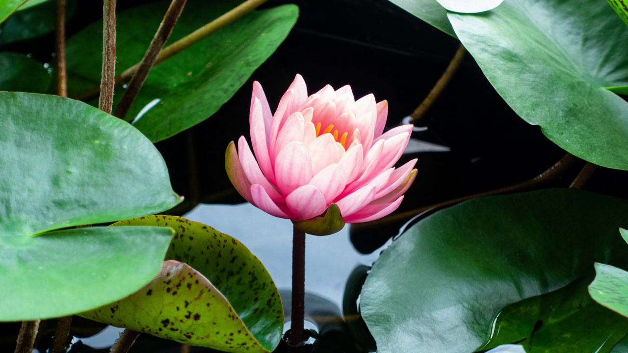 粉红色的睡莲盛开在时间推移上的绿叶背景。单株美丽的珊瑚睡莲在阳光明媚的日子里盛开在池塘里视频素材