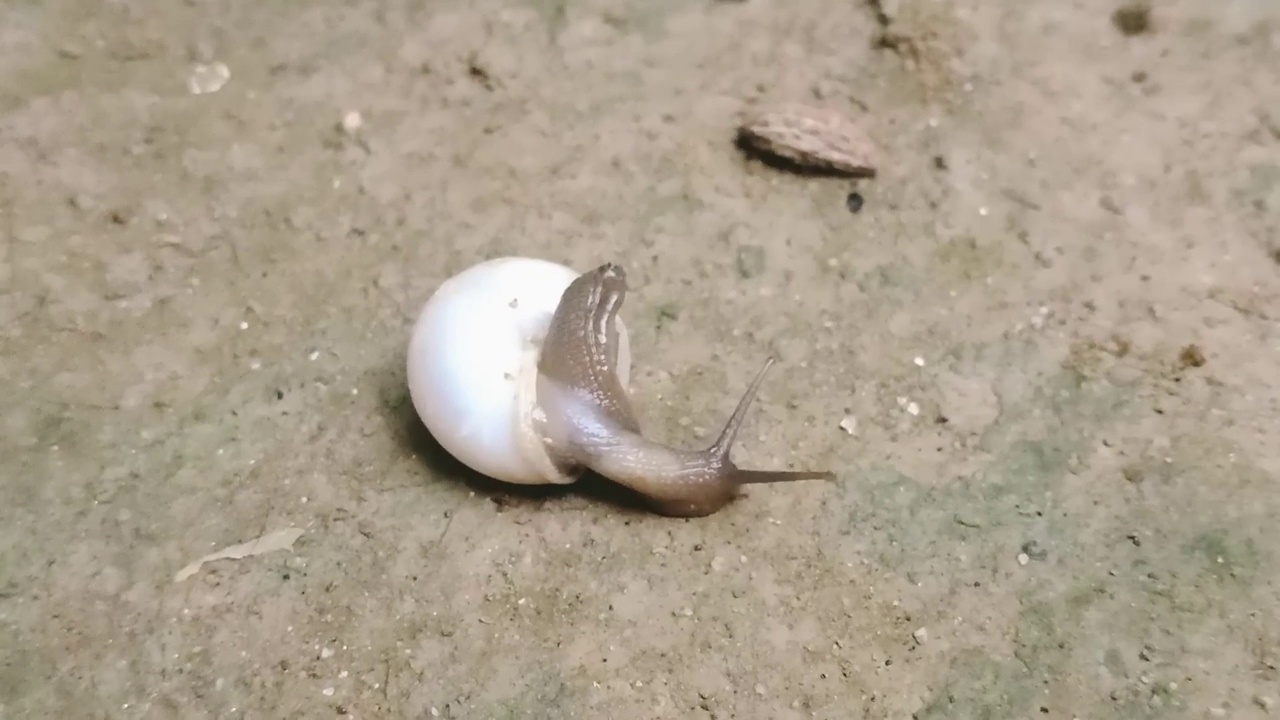 蜗牛从壳里钻出来视频素材