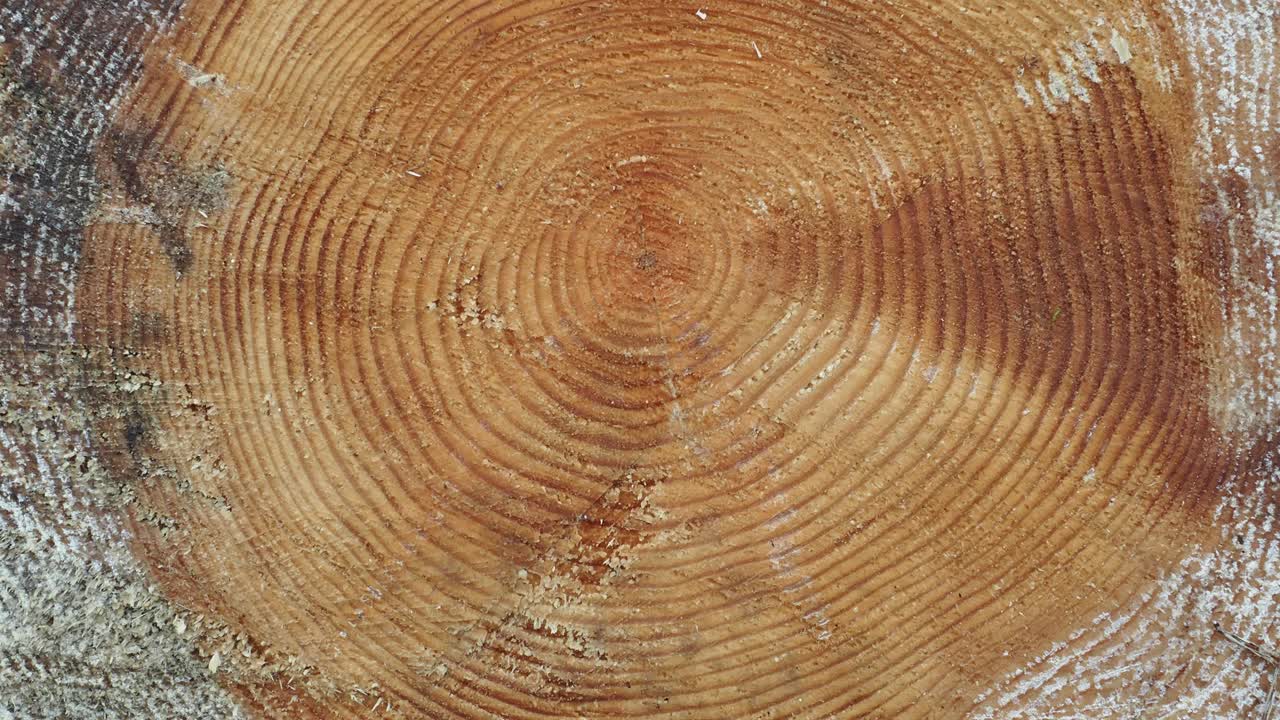 在英国湖区安布尔赛德，一棵砍下的树的年轮。视频下载