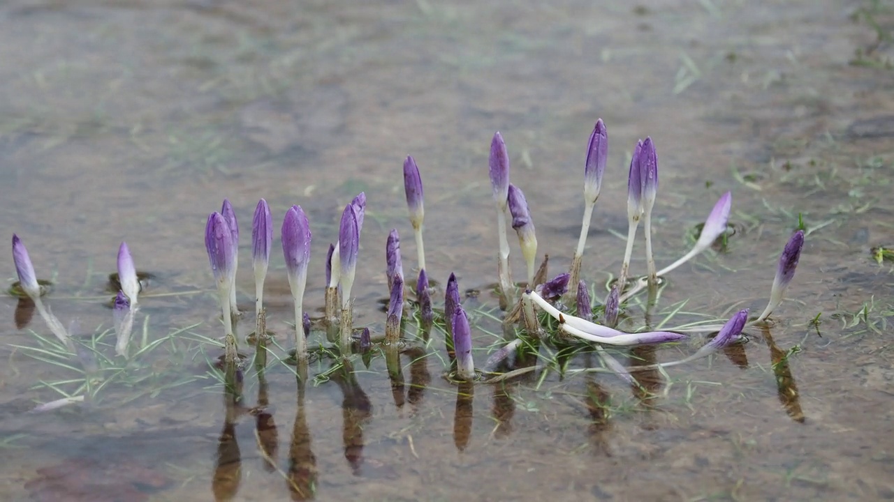 在英国湖区安布尔塞德，洪水淹没了番红花。视频素材