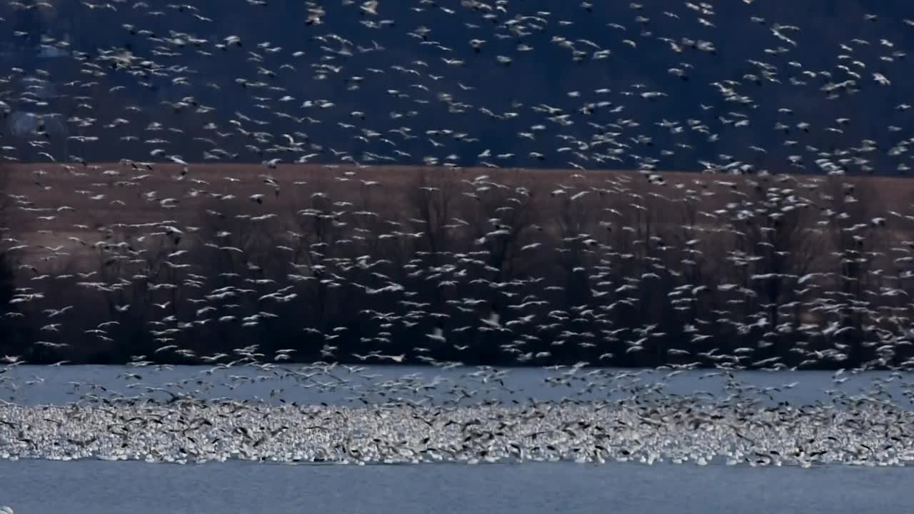 冬天的早晨，雪雁在飞翔视频下载