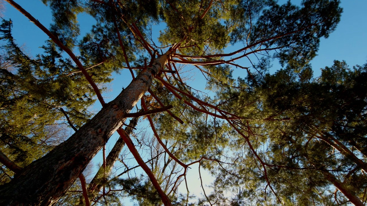 底部的观点高大的老松树在常绿的原始老雪松林。宽阔的视野视频素材
