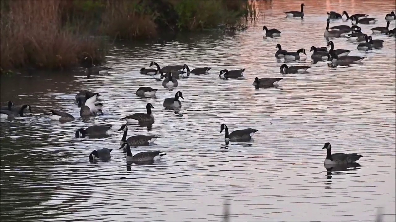 游泳的鹅群视频素材