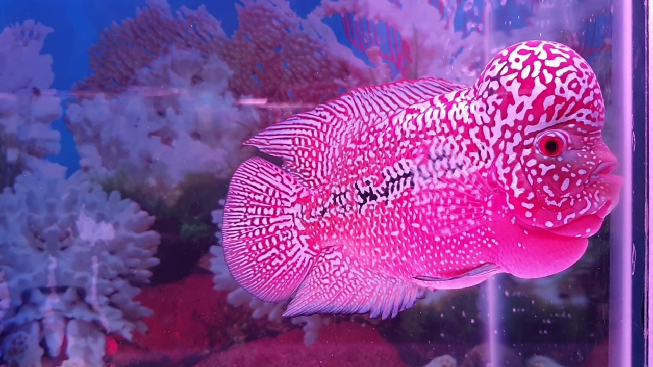 美丽的罗汉水族馆珍奇宠物鱼，花角鱼视频下载