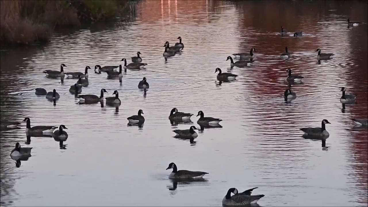 鸟群游泳视频素材