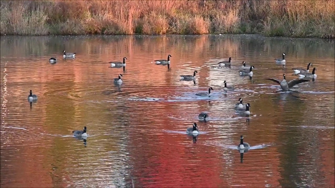 游泳的鹅群视频素材