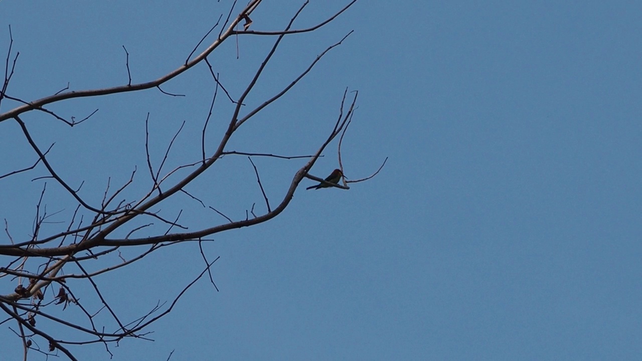 Chestnut-headed食蜂鸟鸟视频下载