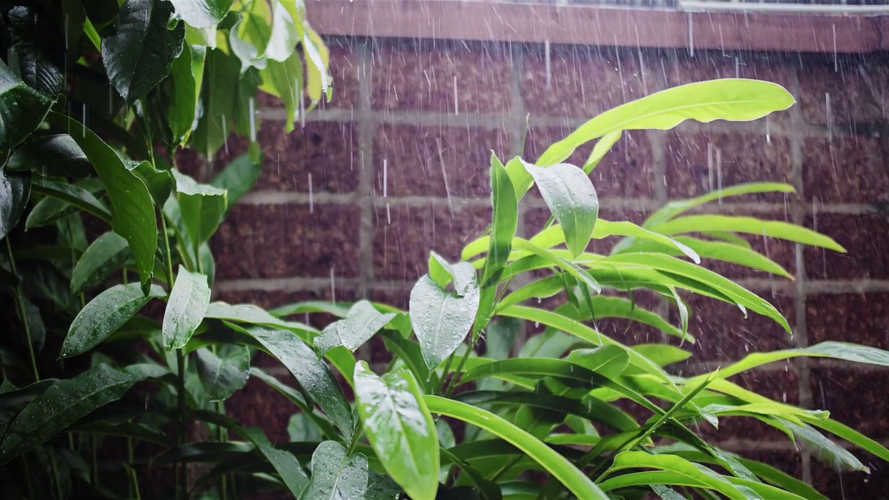 下雨的日子落在热带树叶树上，以墙壁纹理为背景，绿色的自然概念视频素材