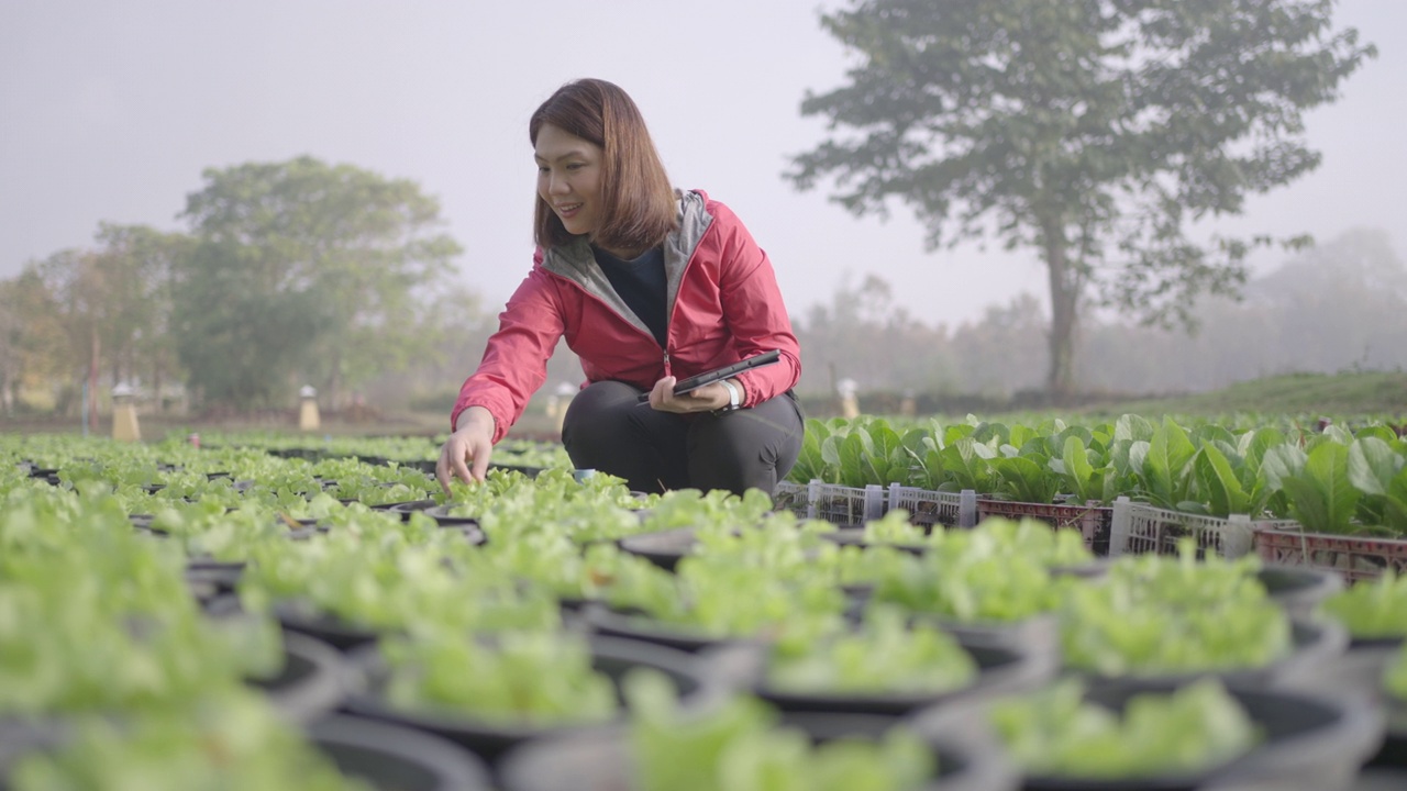 女性农民研究人员和检查有机蔬菜种植与数字平板电脑视频下载