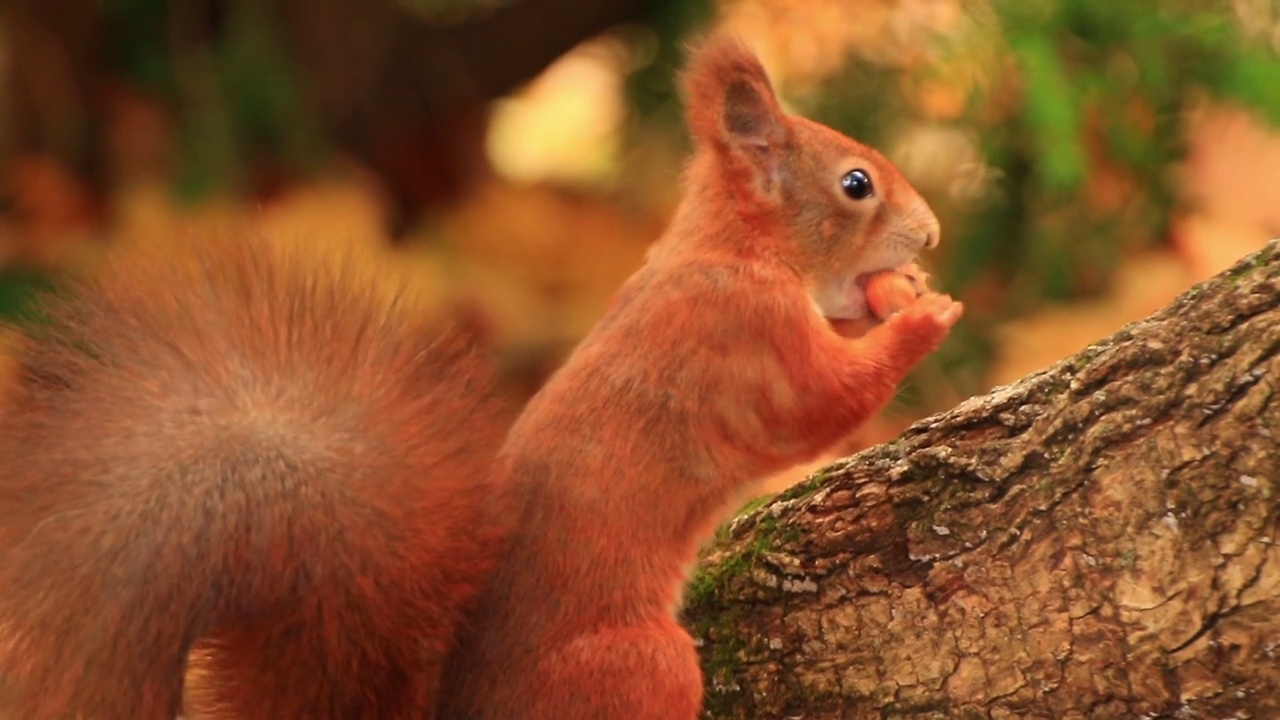 欧亚爬树吃橡子的红松鼠视频素材