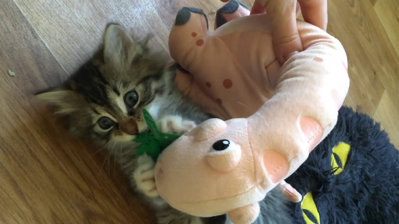 一只可爱的小虎斑猫正在玩填充恐龙玩具视频素材