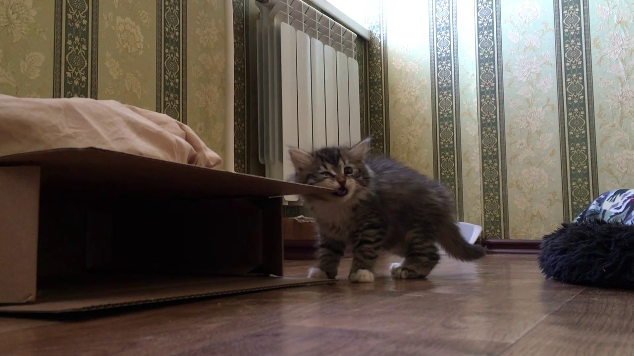 一只可爱的小虎斑猫啃着纸箱的一角，当箱子移动时它就跳开了视频素材