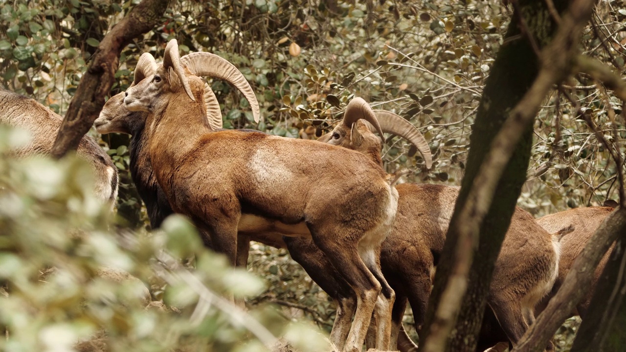 长着大角的野生公羊，原始自然中的动物，森林中的mouflon，野生羊视频素材