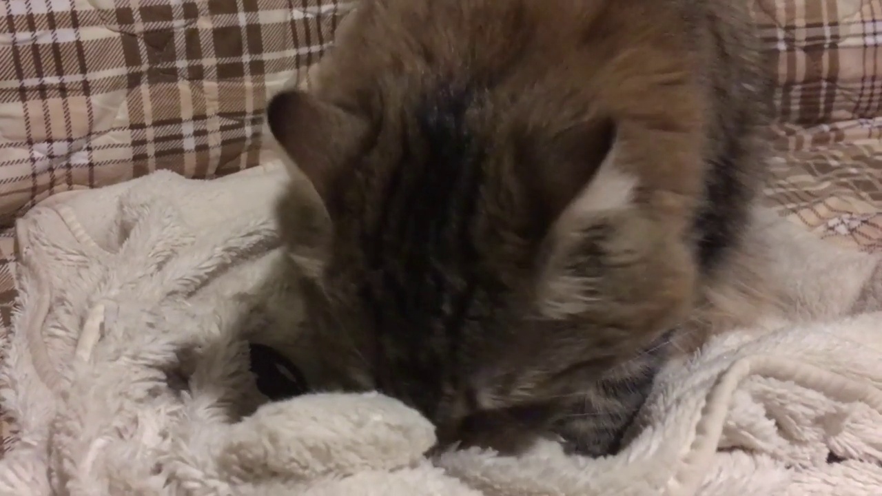 一只虎斑猫试图从白色的毯子上吸奶视频素材