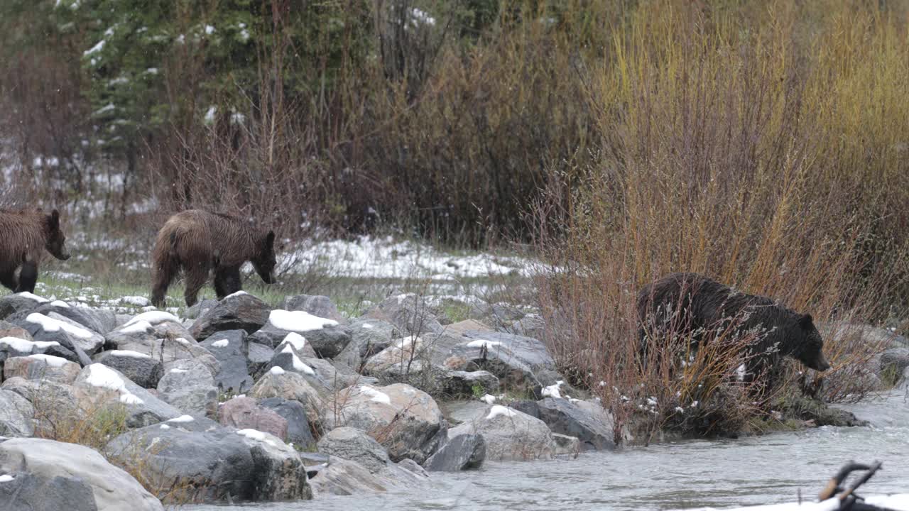 WS 4K拍摄著名的灰熊#610 (Ursus arctos)，她和她的2只小熊从冬眠中出来，跳进小溪视频下载
