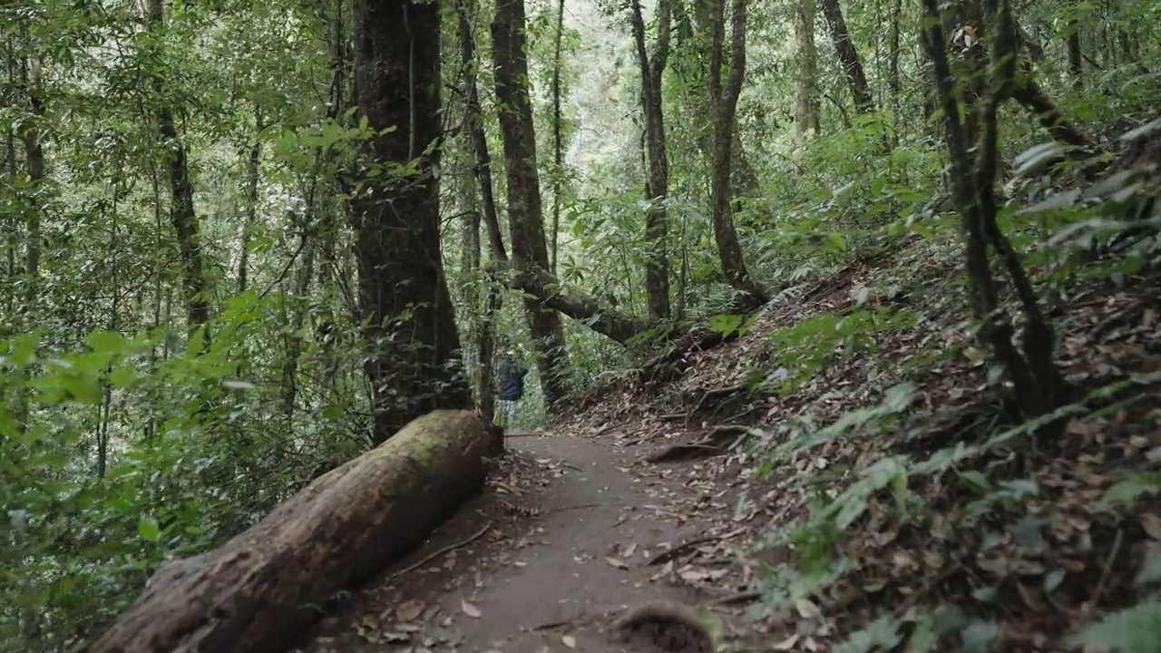 广角徒步路线风光葱郁，森林景观自然，复制空间视频下载