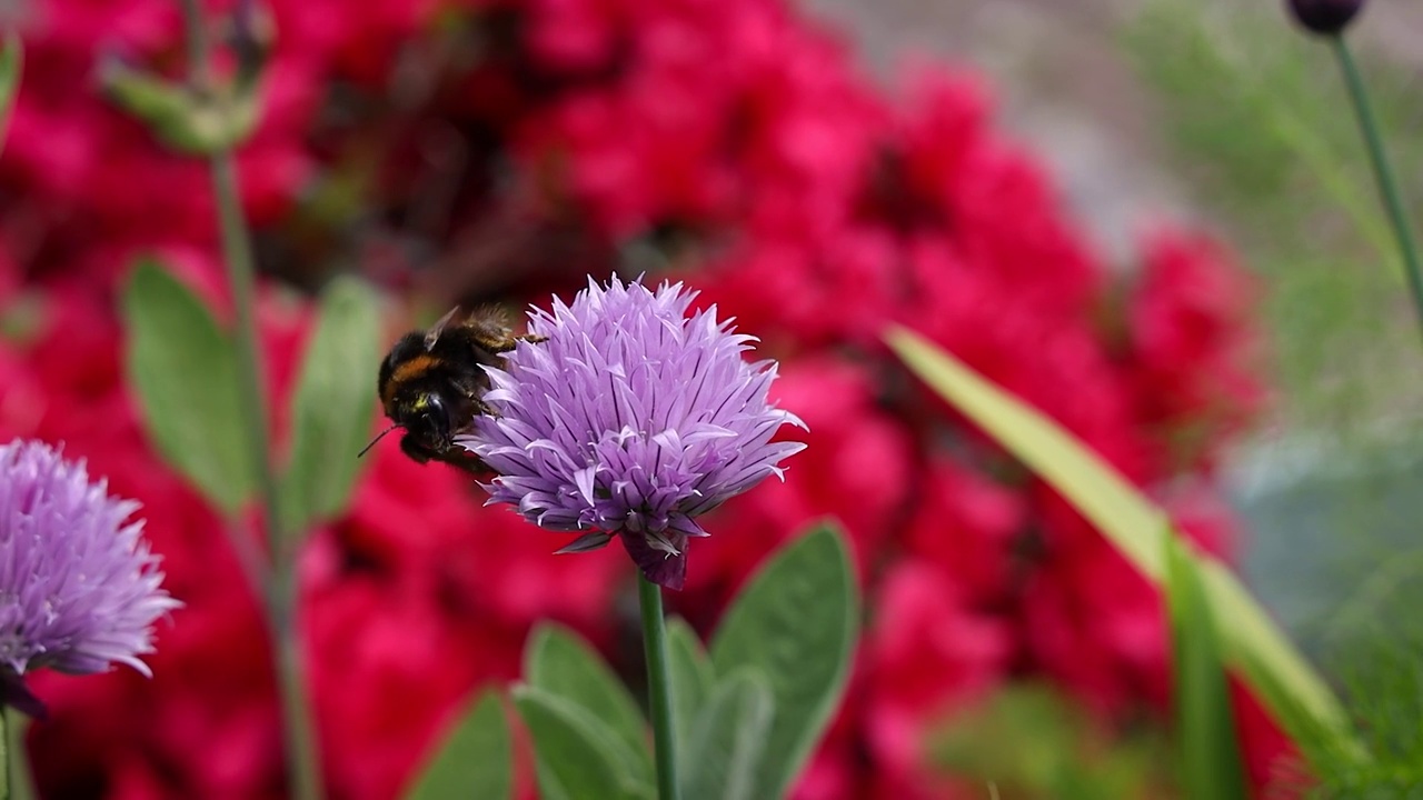 大黄蜂从红色背景的韭菜花中收集花粉视频素材