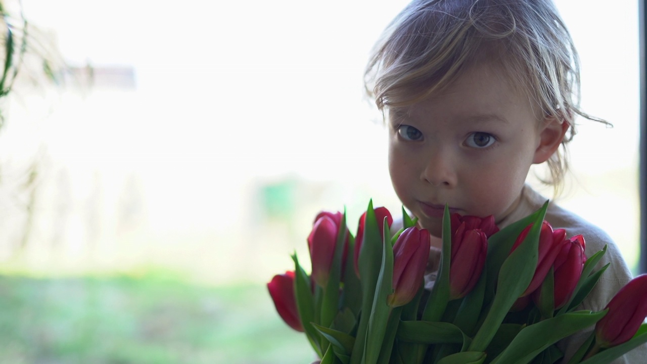 一个小孩拿着一束粉红色的郁金香。一个带着鲜花的男孩。室内有红色郁金香，是送给女生的节日礼物视频下载