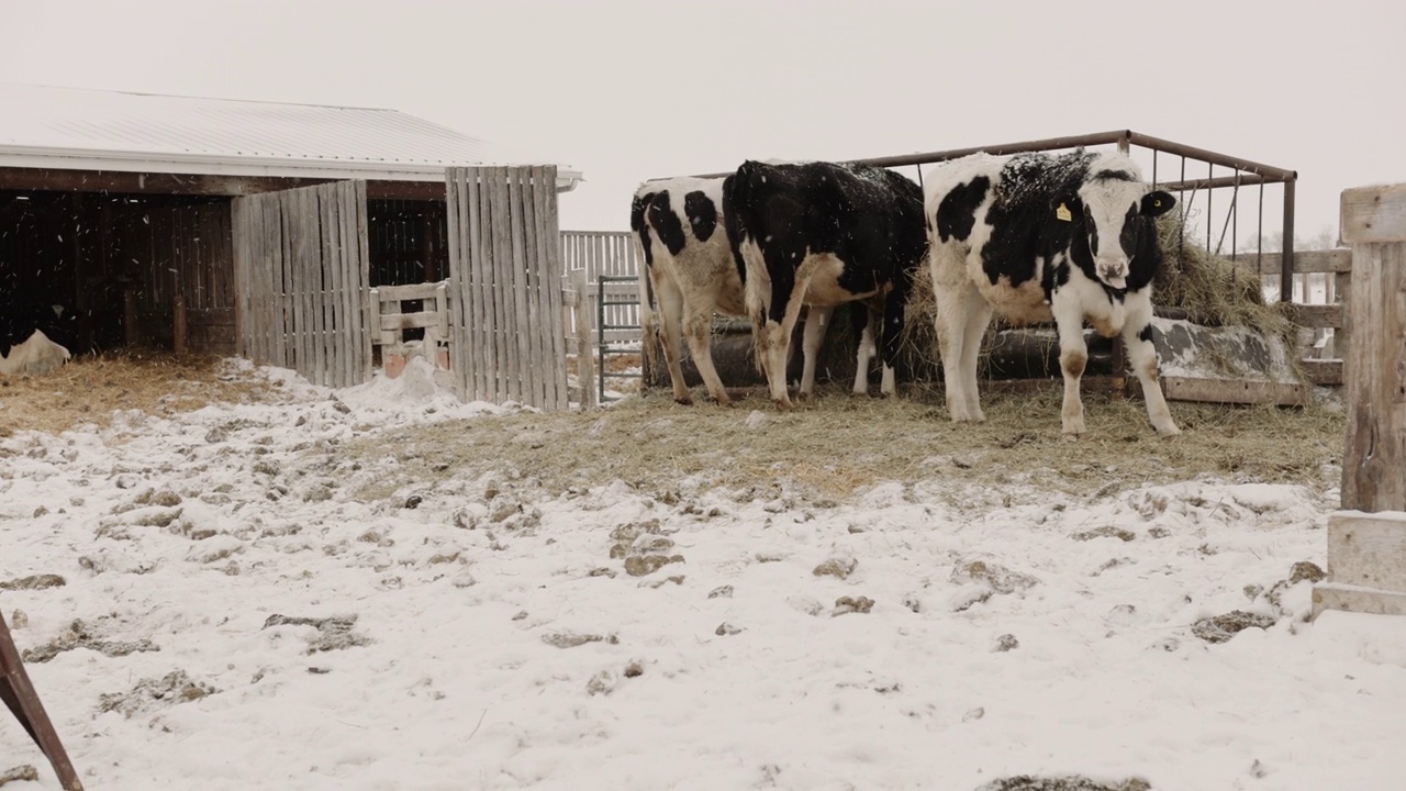 农舍里的奶牛视频下载