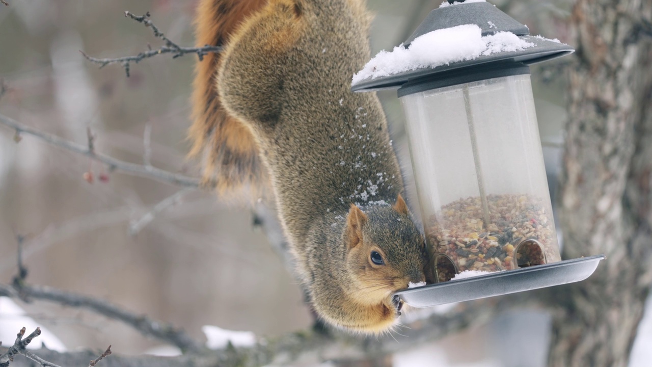 吃鸟食的冬松鼠视频素材