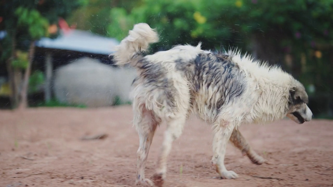 泰国邦考狗在后院甩水的慢镜头。视频素材
