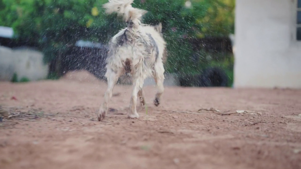泰国邦考狗在后院甩水的慢镜头。视频素材
