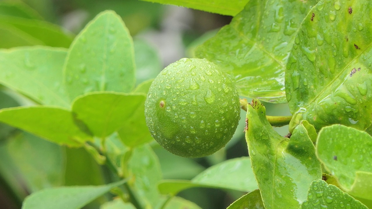 有机种植的新鲜柠檬树视频下载