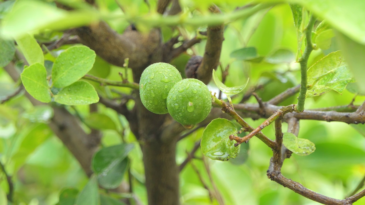 有机种植的新鲜柠檬树视频下载