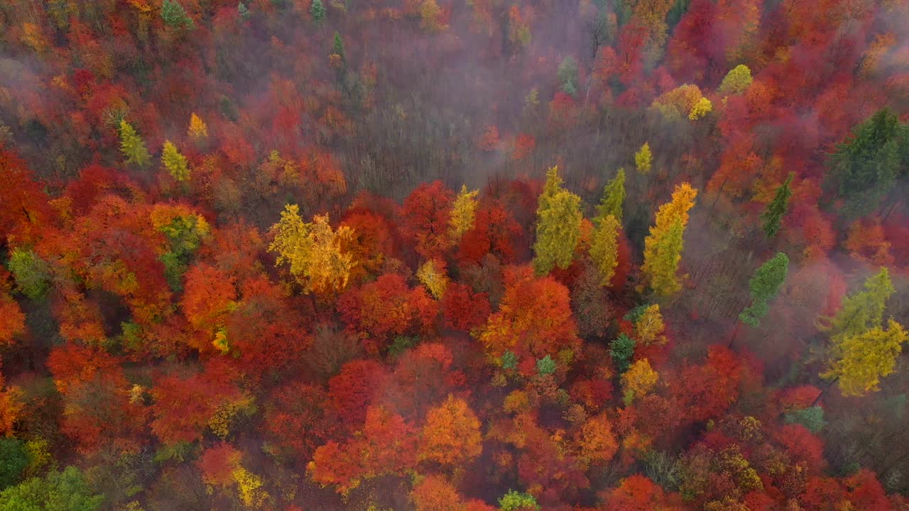 秋天的森林景观视频下载