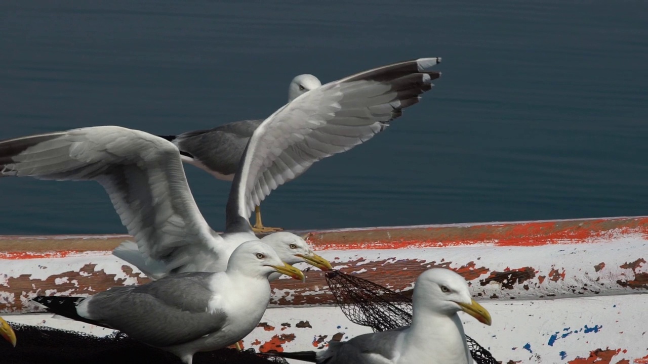 渔船上的海鸥视频素材
