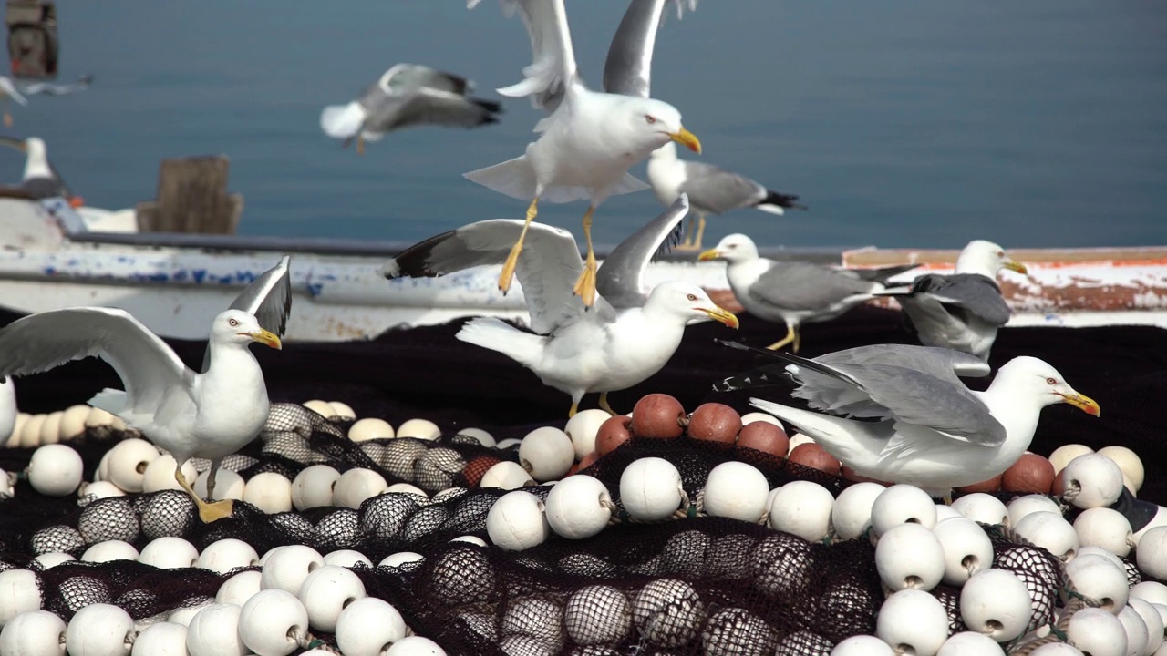 渔船上的海鸥视频素材