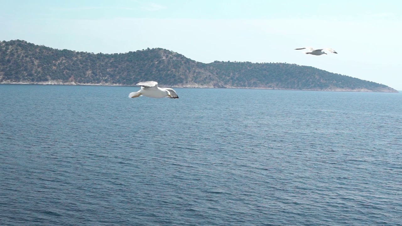 一群飞翔的海鸥视频素材