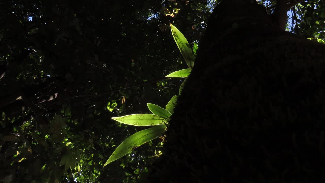 有阳光的蕨树视频下载