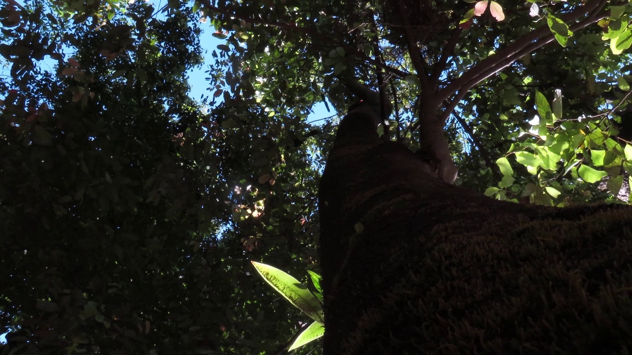 有阳光的蕨树视频下载
