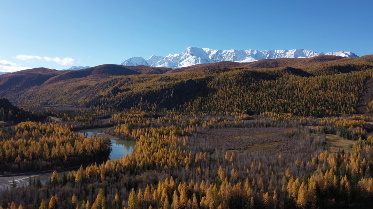 美丽的金色秋天在阿尔泰山，西伯利亚，俄罗斯。视频素材