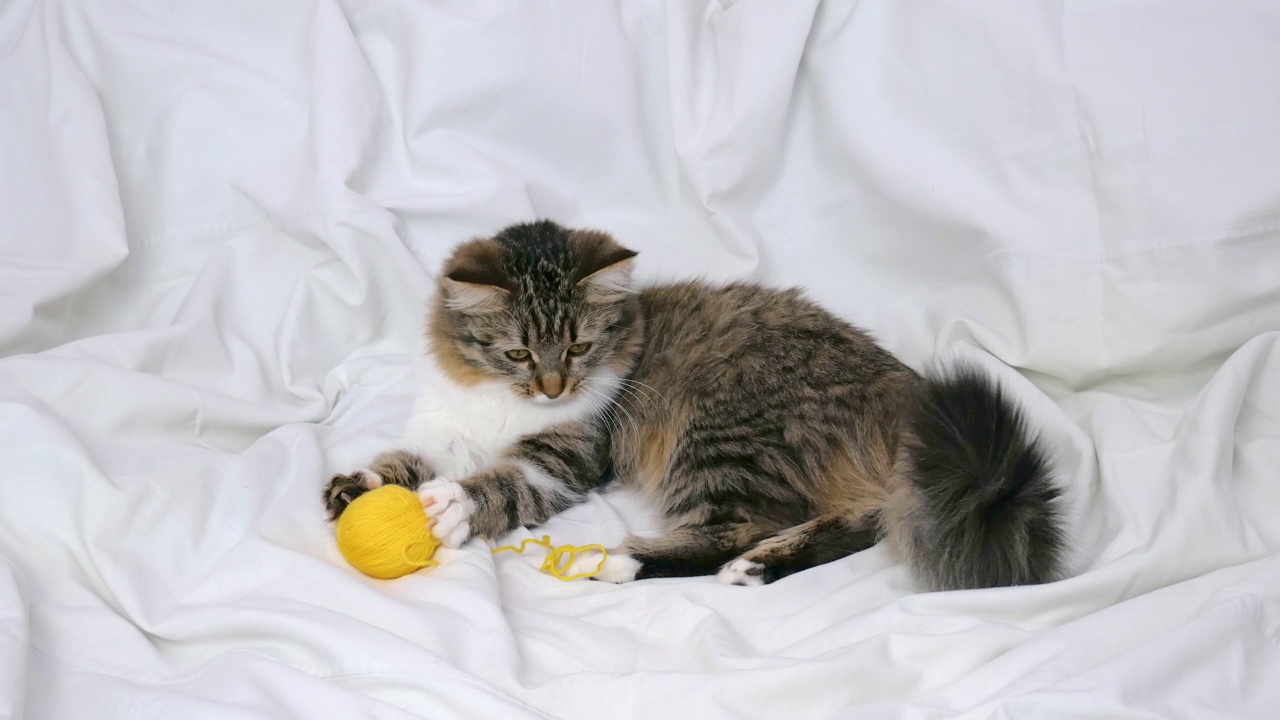 一只毛绒绒的小猫正躺在白色的床上玩线团。视频素材