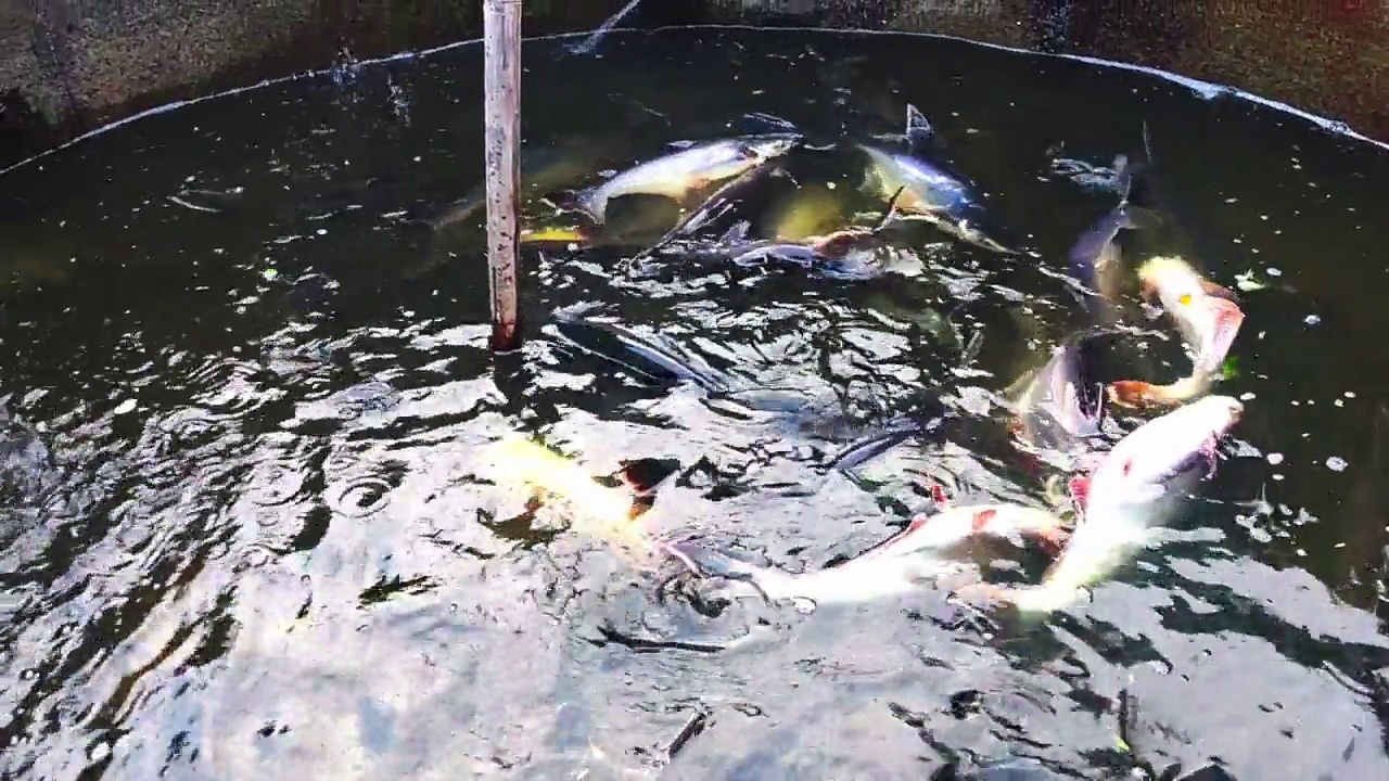 高清视频，鱼在小水箱中移动，以食用为目的。动物的背景。视频素材