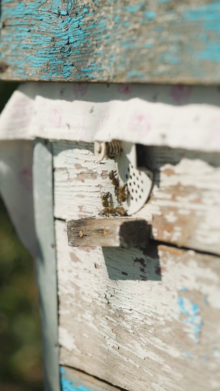 蜜蜂飞进蜂巢，特写镜头。蜜蜂在采集花粉后，飞进蜂巢的洞里。垂直视频视频素材