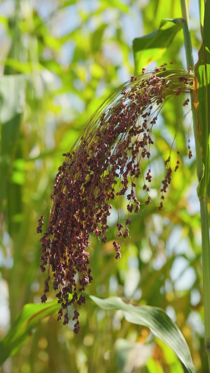 农业上种植粟。粟属植物，俗称糜子或普通小米。正在成熟的粟刷在田野里proso。垂直视频视频素材